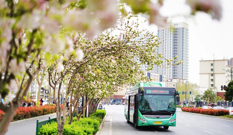 “赏花经济”绽放新活力，，，，，，定制公交跑出交旅融合加速率